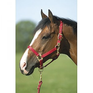 Obrazek